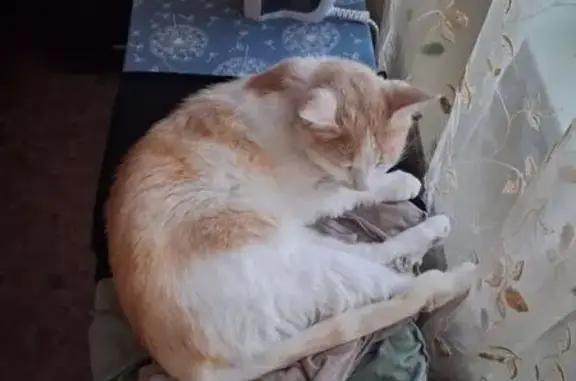 Кошки потеряшки, Новороссийск, фото: Потеряшка кошка, Волгоградская 28, Нск