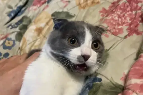 Найдена кошка, Красноярск, фото: Кошка с пятном найдена на Щорса, 103