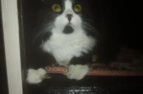 Кошка найдена: Токмакова, 36, Чита