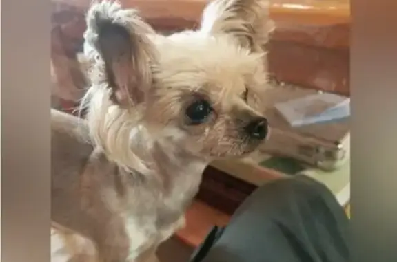 Найденные животные Курган, фото: Найдена собака у кооператива «Радуга», Курган