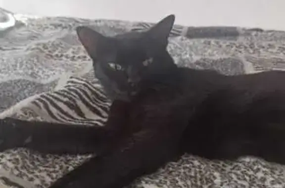 Пропала чёрная кошка, Набережная 18