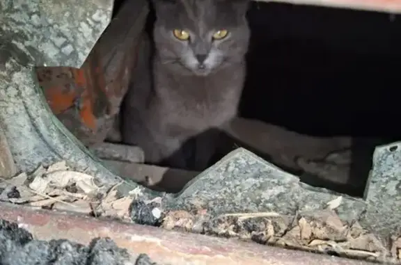 Найдена кошка, Ангарск, фото: Найдена кошка, Ангарск, Ушки Вперед 8