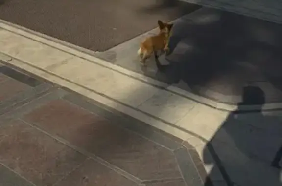 Найдена собака, Кисловодск, фото: Собака у нарзанной галереи, Реброва 2