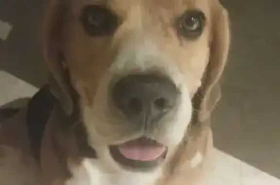 Пропал бигль в Желудьево, Речная ул.