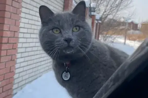 Кошки потеряшки, Хабаровск, фото: Потеряшка кошка, Ягодный пер., 16, Хабаровск