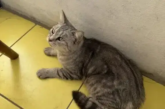 Кошка найдена: ул. Клары Цеткин, Волгоград