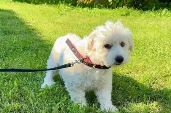 Пропала собака на Овчинище, Яжелбицы