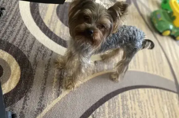 Пропала собака, Фабричная 3, Тельма