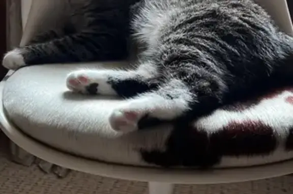 Кошки потеряшки, Королёв, фото: Потеряшка кошка, Октябрьская 25/26, Королёв