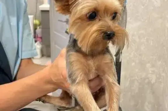 Пропала собака в Тетеево, Татарстан