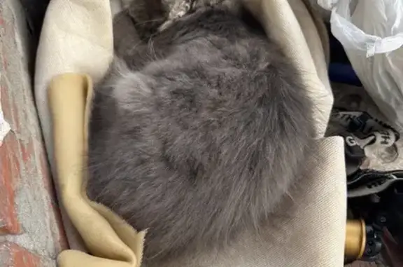 Найдена кошка, Рязань, Рязанская обл.