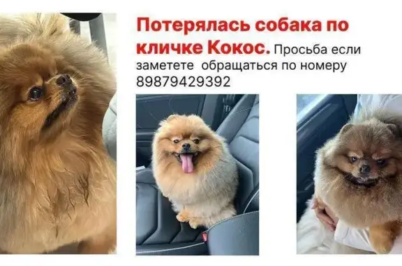 Пропала собака, Мачтовая ул. 44, Самара
