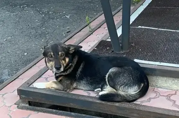 Найдена собака, Каменск-Уральский, фото: Собака найдена: Алюминиевая ул., 43