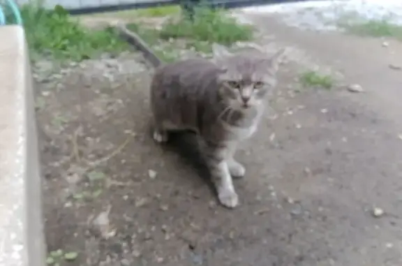 Найдена кошка, Миасс, фото: Кошка найдена, Луговой пер., 6, Миасс
