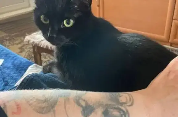 Кошки потеряшки, Иркутск, фото: Потеряшка кошка, Трилиссера 84, Иркутск