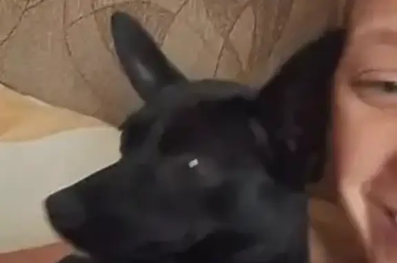 Пропала собака, Новосибирская область