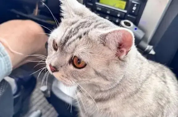 Пропала кошка в Каменногорске, Ленобласть