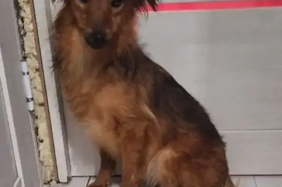 Пропала собака, Рыжий Клин, МО