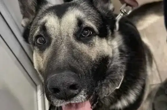 Пропала собака Алый, Калужская обл.