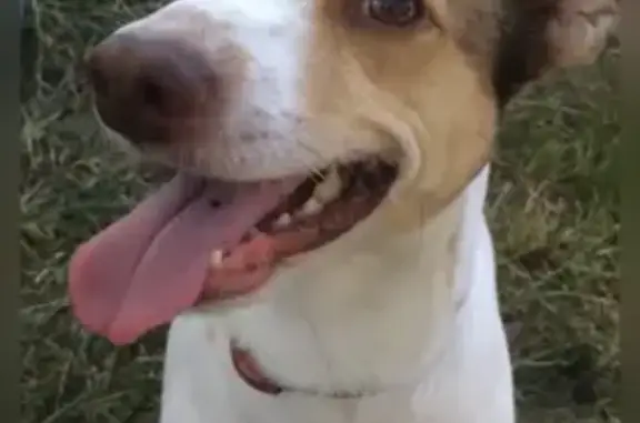 Собаки потеряшки, Светлогорск, фото: Потеряшка собака на Баха, 8, Светлогорск