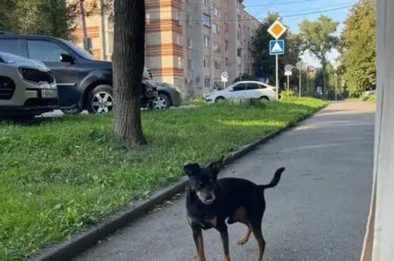 Собака найдена на Вересаева, 26А, Тула