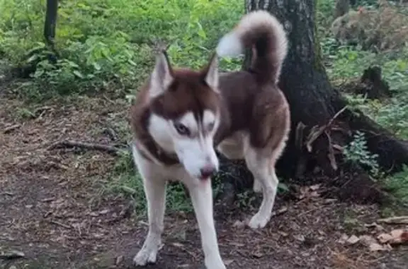 Хаски найден на 40Е, Лаврики