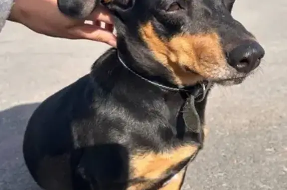 Найдена такса, ул. Мельникайте, Тюмень