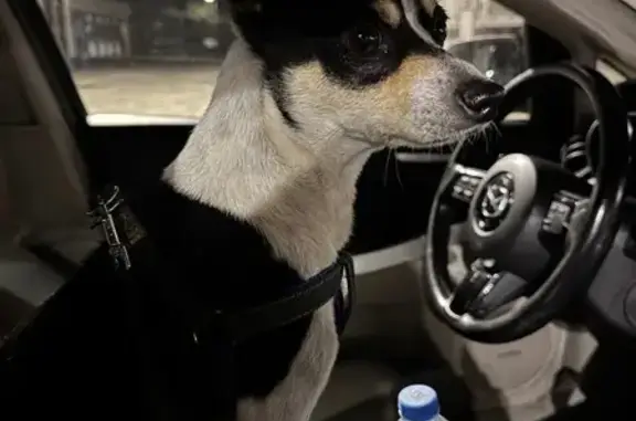 Найдена собака, Однолуцкое, фото: Собака найдена на трассе Болхов-Орёл