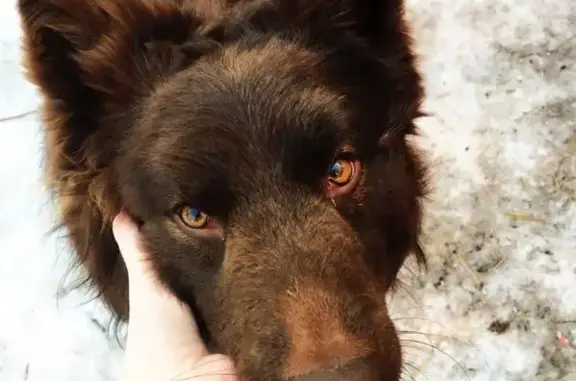 Собаки потеряшки, Красноярск, фото: Потеряшка собака, 2-я Ботаническая, 20