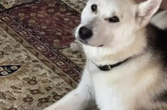 Собаки потеряшки, Москва, фото: Потеряшка собака, Тессинский пер., Москва