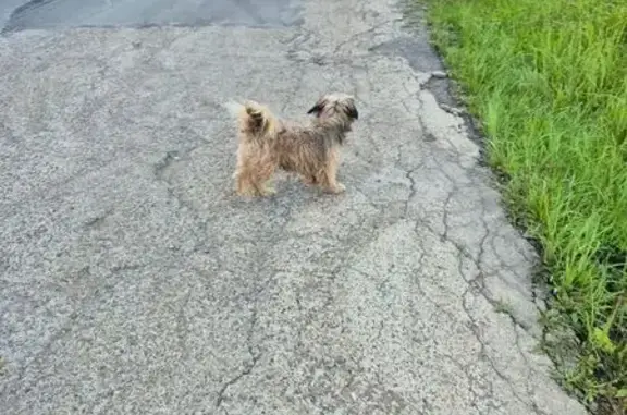 Найдена собака, , фото: Собака в Сосновом бору, ул. Морозова