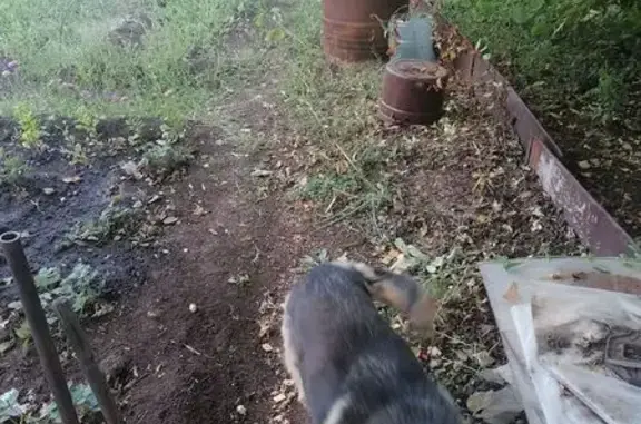 Найдена собака, Оренбург, фото: Овчарка найдена в Оренбурге, ищет дом