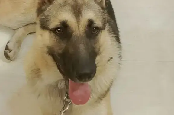 Найдена собака, Сургут, фото: Собака найдена: ул. Крылова, 47/1, Сургут