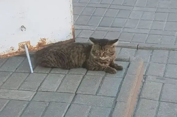 Кошка найдена, 3-я Линия, 18Б, Тамбов