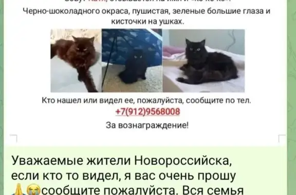 Пропала кошка, ул. Дзержинского, 154