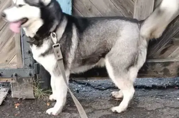 Пропала хаски, Красный Яр, Омская обл.