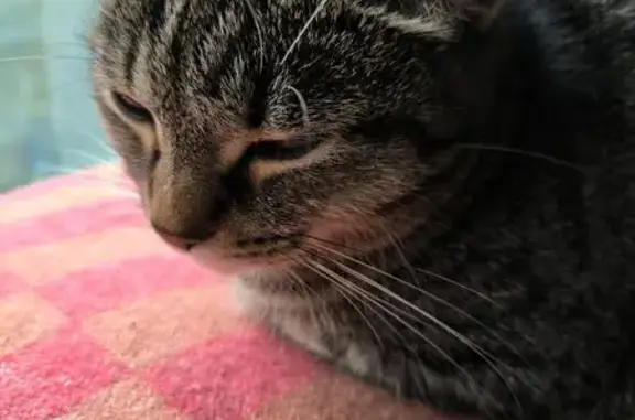 Найдена кошка, Тверская область, фото: Найдена кошка, Редкино, Тверская обл.