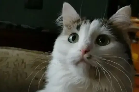 Пропала кошка, пр. Ленина 27/1а, Мончегорск