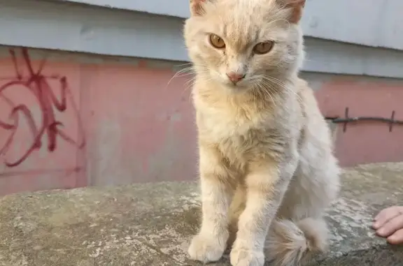 Кошка найдена на Хуторской 16В, Курск