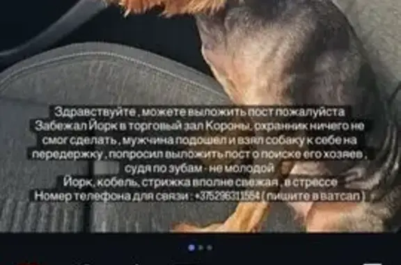 Найдена собака, Борисов, фото: Собака найдена, ул. 3-го Интернационала