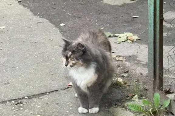 Кошка найдена у Шиллера, 9, Калининград