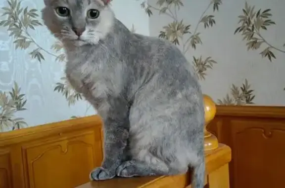Потерянные животные Бийск, фото: Пропала кошка, ул. Чкалова, 19, Бийск