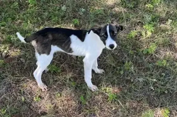 Найдена собака, Кулункун, фото: Собака найдена: Усть-Ордынский, Оса