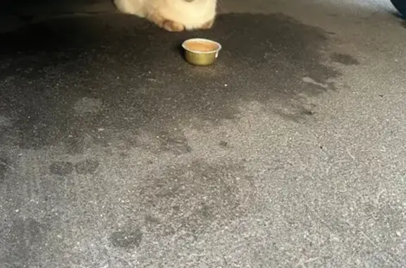 Найдена кошка, Москва, фото: Сиамская кошка найдена: Осенний бул., 10 к1