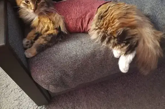 Пропала кошка на Б. Хмельницкого, 34