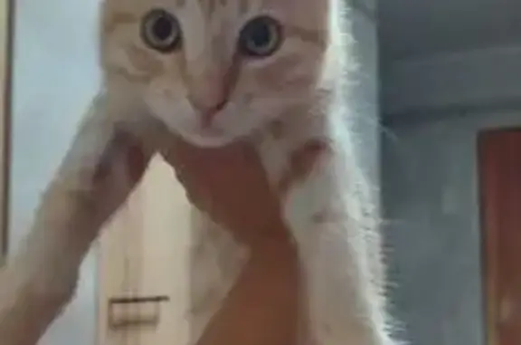 Найдена кошка, Редкино, фото: Найден котёнок, ул. Фадеева, 11, Редкино