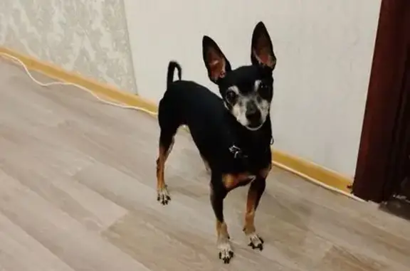 Собака найдена у Пятёрочки, Копейское ш., 1