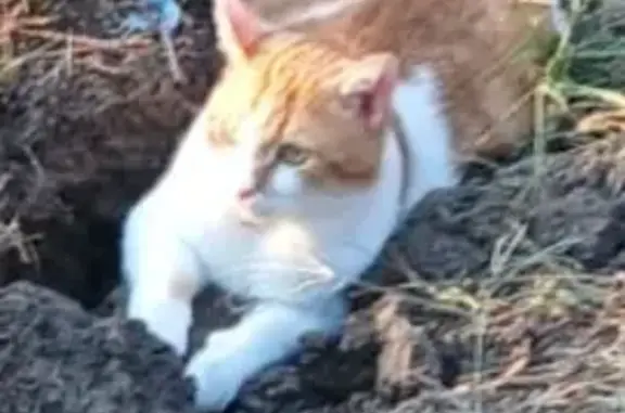 Кошки потеряшки, Изобильный, фото: Потеряшка кошка, ул. Пирогова 10, Изобильный