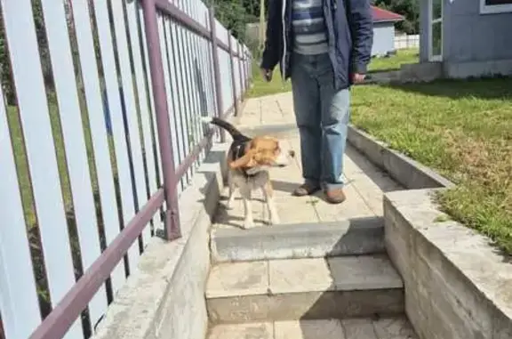 Пропала собака, Плисский с/с, Минск обл.