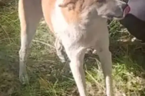 Пропала собака в Северо-Любинском